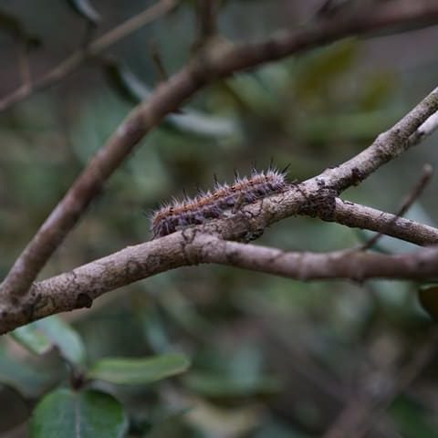 Parque Nacional Fray Jorge
